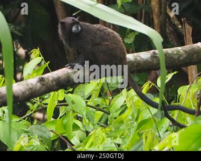 Schwarzmanteliges Tamarin (Saguinus nigricollis) Stockfoto