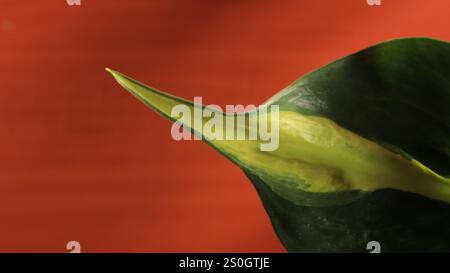 Philodendron-Hederaceum-Pflanzenblätter auf einem braunen Tisch Stockfoto