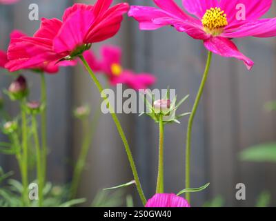 Nahaufnahme von Pink Cosmos Flowers in voller Blüte gegen einen grauen Holzzaun. Stockfoto