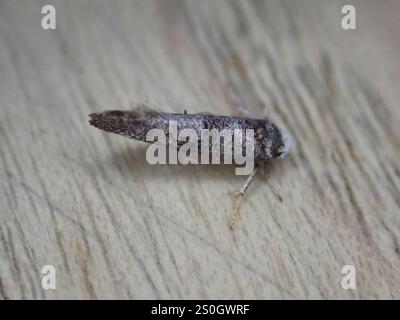 Birke Ermel (Swammerdamia caesiella) Stockfoto