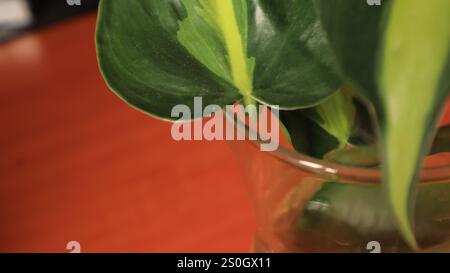 Philodendron-Hederaceum-Pflanzenblätter auf einem braunen Tisch Stockfoto