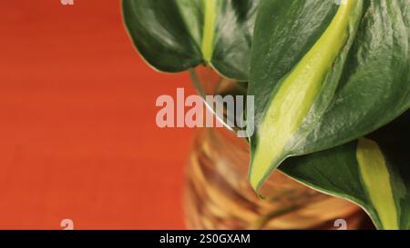 Philodendron-Hederaceum-Pflanzenblätter auf einem braunen Tisch Stockfoto