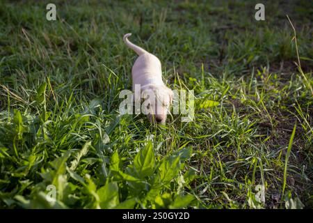 Lustiges Gesicht eines kleinen beigefarbenen Welpen, Tiersuche im Garten Stockfoto