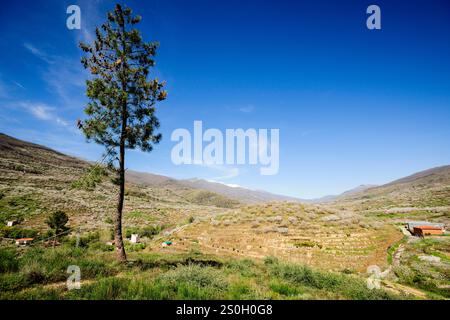 Blühende Kirschbäume, Cabezuela del Valle, Jerte Valley, Caceres, Extremadura, Spanien, Europa Stockfoto