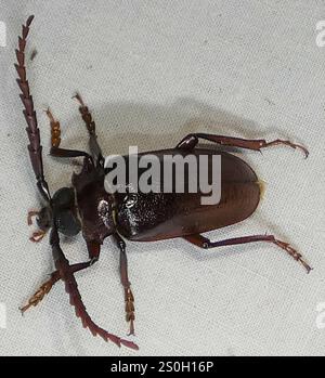 Langhornkäfer mit Zahnhalsen (Prionus pocularis) Stockfoto