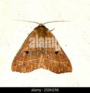 Rot gefütterte Panopoda Motte (Panopoda rufimargo) Stockfoto