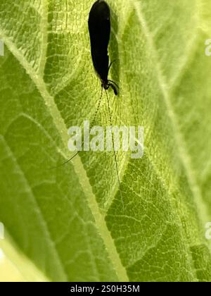 Black Dancer Caddisfly (Mystacides sepulchralis) Stockfoto