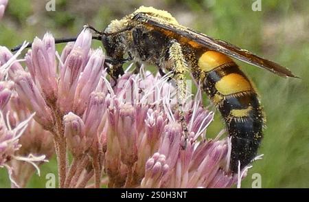 Große vierfleckige Scoliid Wasp (Pygodasis quadrimaculata) Stockfoto