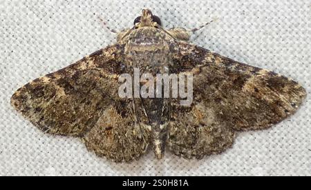 Pilzmotten (Metalectra discalis) Stockfoto