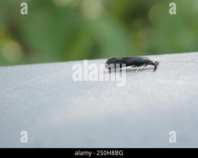 Black Dancer Caddisfly (Mystacides sepulchralis) Stockfoto