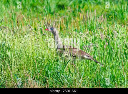 Eine Rotbeinige Seriema (Cariama cristata), die in hohem Gras läuft. Bundesstaat Rio Grande do Sul, Brasilien. Stockfoto