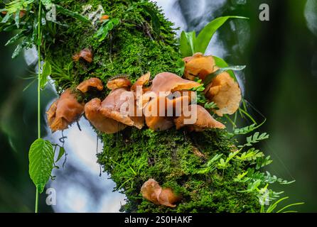 Haufen von Holzpilzen, die auf Baumstämmen im Wald wachsen. Bundesstaat Rio Grande do Sul, Brasilien. Stockfoto