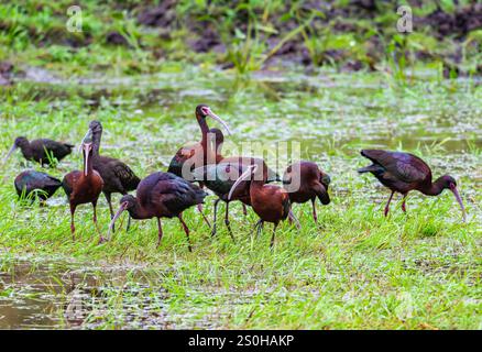 Eine Herde weißgesichtiger Ibises (Plegadis chihi), die in einem Sumpfgebiet auf der Suche sind. Bundesstaat Rio Grande do Sul, Brasilien. Stockfoto