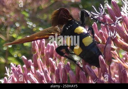 Große vierfleckige Scoliid Wasp (Pygodasis quadrimaculata) Stockfoto