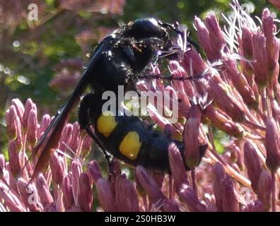 Große vierfleckige Scoliid Wasp (Pygodasis quadrimaculata) Stockfoto