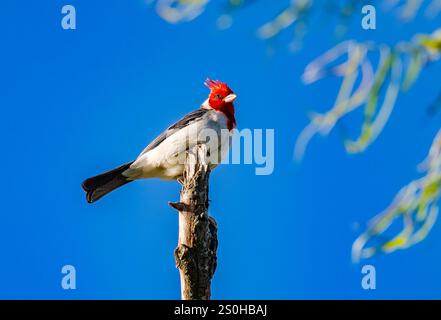 Ein Rotkammkardinal (Paroaria coronata), der auf einem Baumstumpf thront. Bundesstaat Rio Grande do Sul, Brasilien. Stockfoto