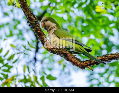 Ein Mönchsittich (Myiopsitta monachus), der auf einem Baum im Wald thront. Bundesstaat Rio Grande do Sul, Brasilien. Stockfoto