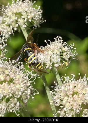 Edle Wasp-Sägefliege (Tenthredo vespa) Stockfoto