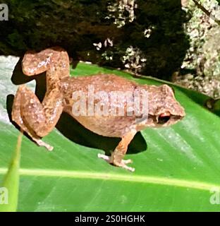 Kleiner antilinischer Pfeiffrosch (Eleutherodactylus johnstonei) Stockfoto