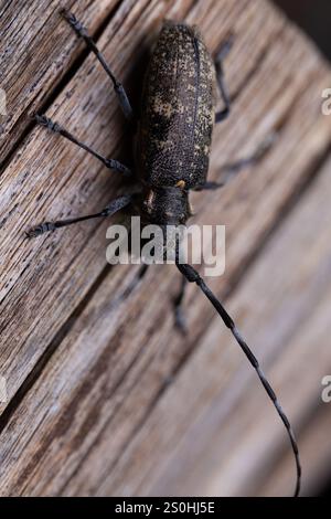 Schwarzer Kiefernsägekäfer (Monochamus galloprovincialis) Stockfoto