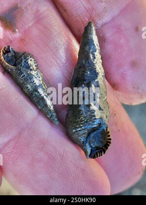 Japanisches falsches Cerith (Batillaria attramentaria) Stockfoto