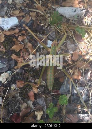 Griechische Raubtier-Bush-Cricket (Saga hellenica) Stockfoto