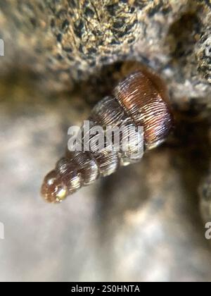 Gewöhnliche Türschnecke (Clausilia bidentata) Stockfoto