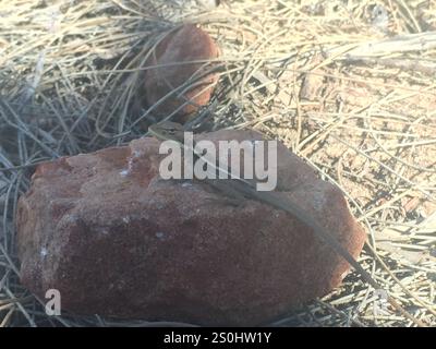 Langnasen-Dragon (Gowidon Longirostris) Stockfoto