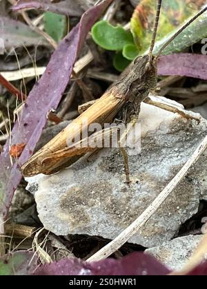 Lokomotive Grasshopper (Chorthippus apricarius) Stockfoto