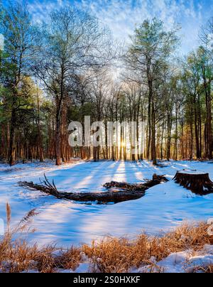 Sonnenlicht durch Bäume in eine Waldlichtung im frühen Herbst im Nordwesten Schottlands. Stockfoto