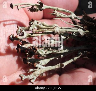 Gebräunte Pixie Flechten (Cladonia gracilis turbinata) Stockfoto