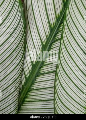 Nahaufnahme von grünen Nadelstreifen Calathea (Calathea Ornata) Pflanzenblättern Stockfoto