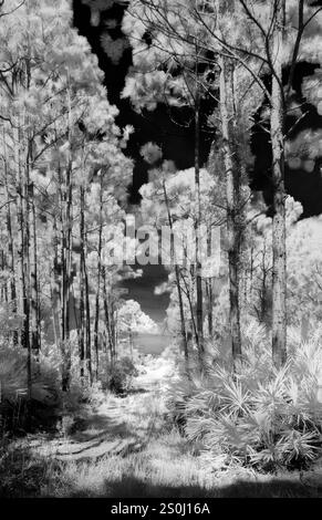 Infrarot Rot Schwarz und weiß der Straße durch Florida Pinienwälder im Deer Prairie Creek Preserve in Venice Florida USA Stockfoto