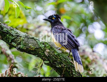 Ein Plüschkäppchen (Cyanocorax chrysops), der auf einem Ast im Wald thront. Bundesstaat Rio Grande do Sul, Brasilien. Stockfoto