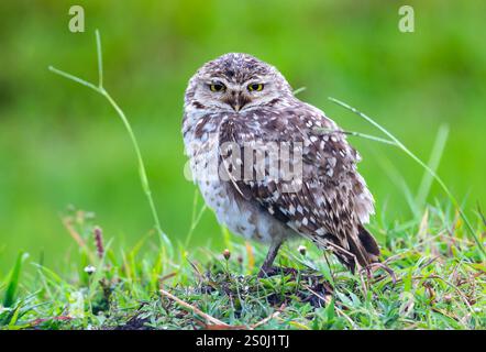 Eine Grabeule (Athene cunicularia), die auf dem Grabhügel steht. Bundesstaat Rio Grande do Sul, Brasilien. Stockfoto