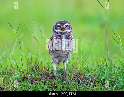 Eine Grabeule (Athene cunicularia), die auf dem Grabhügel steht. Bundesstaat Rio Grande do Sul, Brasilien. Stockfoto