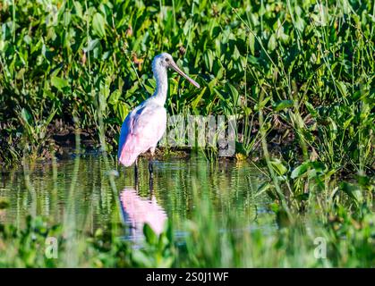Ein Rosenlöffelschnabel (Platalea ajaja), der im Wasser steht. Bundesstaat Rio Grande do Sul, Brasilien. Stockfoto
