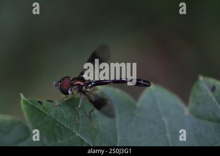 Östliche Bandflügelfliege (Hypocritanus fascipennis) Stockfoto