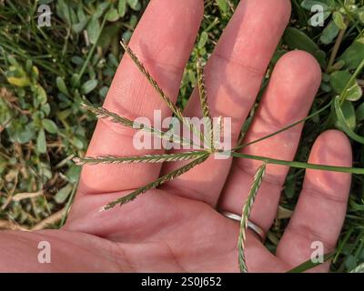 Gänsegras (Eleusine indica) Stockfoto