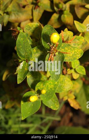 Tall Tutsan (Hypericum x Inodorum) Stockfoto