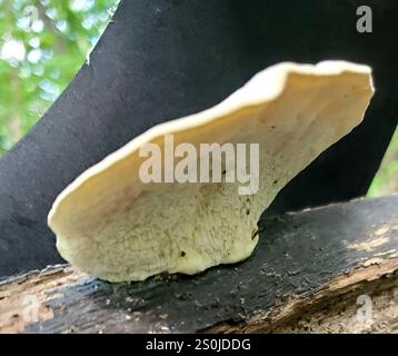 Weißkäse Polypore (Tyromyces chioneus) Stockfoto