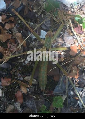 Griechische Raubtier-Bush-Cricket (Saga hellenica) Stockfoto