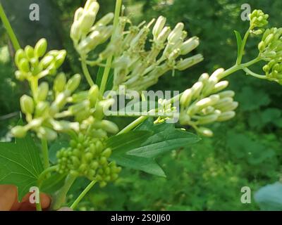 Blassindische Banane (Arnoglossum atriplicifolium) Stockfoto