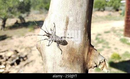Kiefer Sawyer (Monochamus clamator) entdeckt Stockfoto
