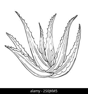 Vektorillustration Aloe Vera. Schwarzer Umriss, isoliert auf weißem Hintergrund, farbig, von Hand gezeichnet. Für Medizin, Design, botanische Bücher, Färben Stock Vektor
