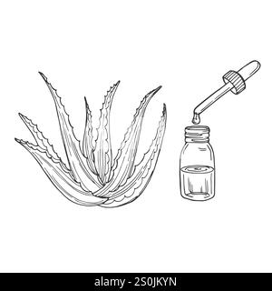 Aloe Vera Pflanze und in Scheiben geschnittene Blätter, Skizze Vektor Illustration. Natürliche pflanzliche Medizin oder Kosmetik Zutat. Handgezeichnete isolierte Designelemente Stock Vektor