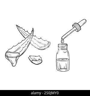 Aloe Vera Pflanze und in Scheiben geschnittene Blätter, Skizze Vektor Illustration. Natürliche pflanzliche Medizin oder Kosmetik Zutat. Handgezeichnete isolierte Designelemente Stock Vektor