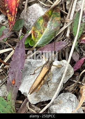 Lokomotive Grasshopper (Chorthippus apricarius) Stockfoto