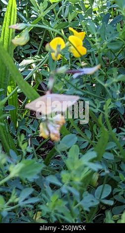 Geometer Motte (Haematopis grataria) Stockfoto