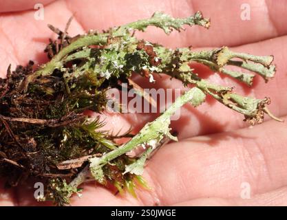 Gebräunte Pixie Flechten (Cladonia gracilis turbinata) Stockfoto